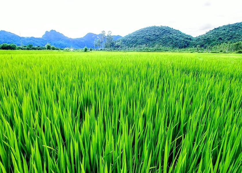 Quang Binh Bo Trach Facade