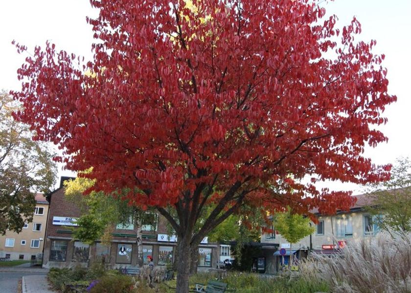 Stockholm County Enskede Exterior Detail