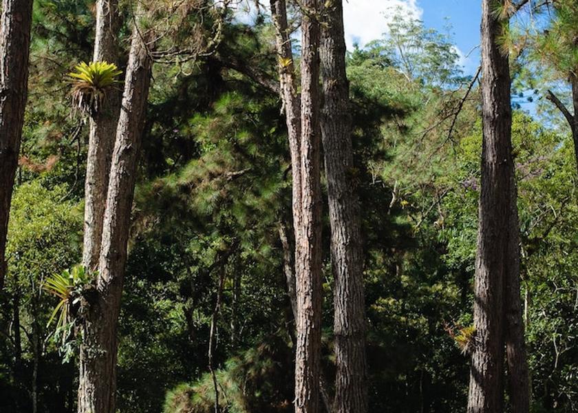 Rio de Janeiro State Nova Friburgo Garden