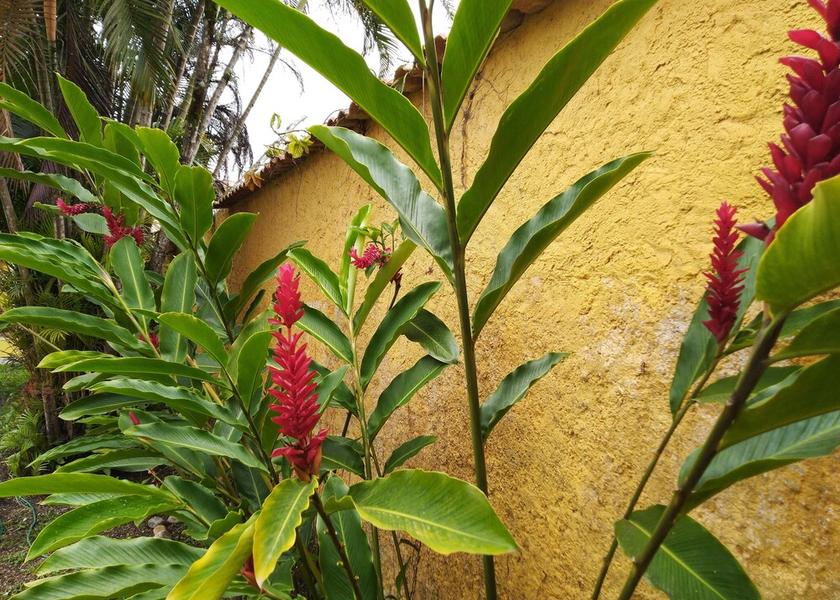 Southeast Region Paraty Land View from Property