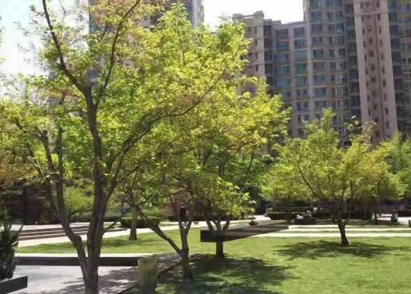 Hebei Beijing Exterior Detail