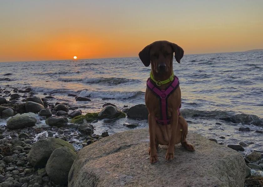 Mecklenburg - West Pomerania Ostseebad Baabe Beach