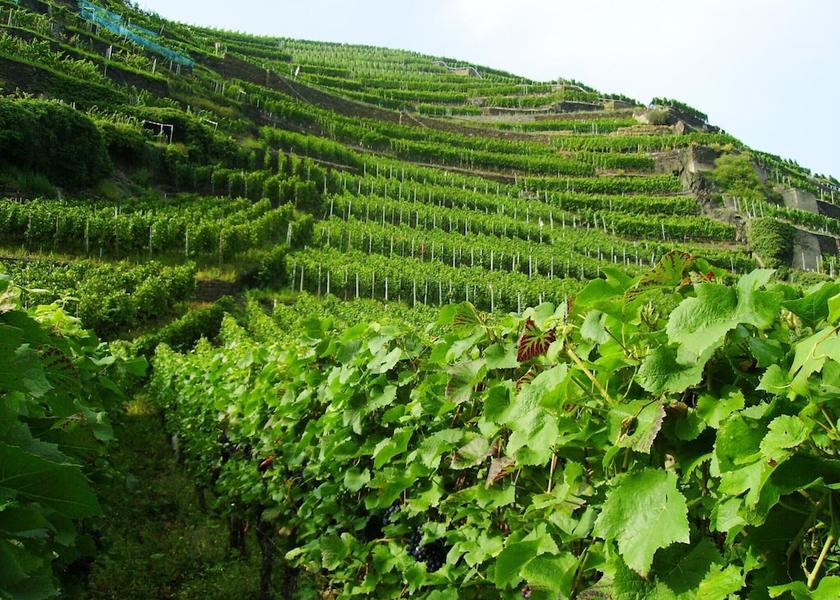 Rhineland-Palatinate Morbach View from Property