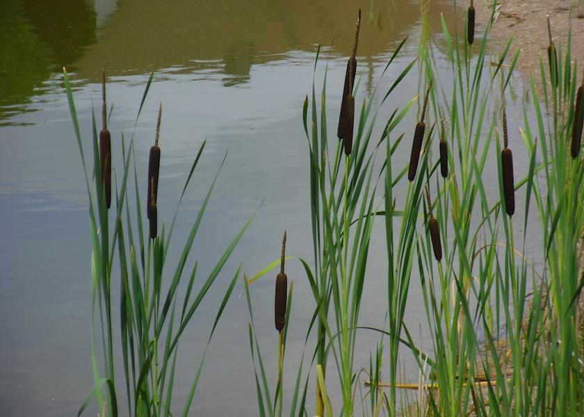 Baden-Wuerttemberg Offenburg Lake