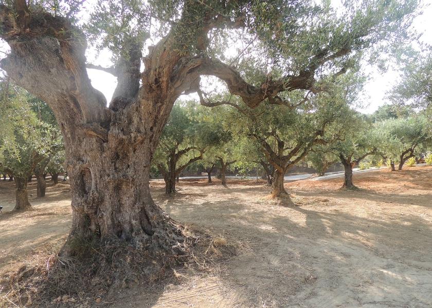 Peloponnese Region Trifylia Property Grounds