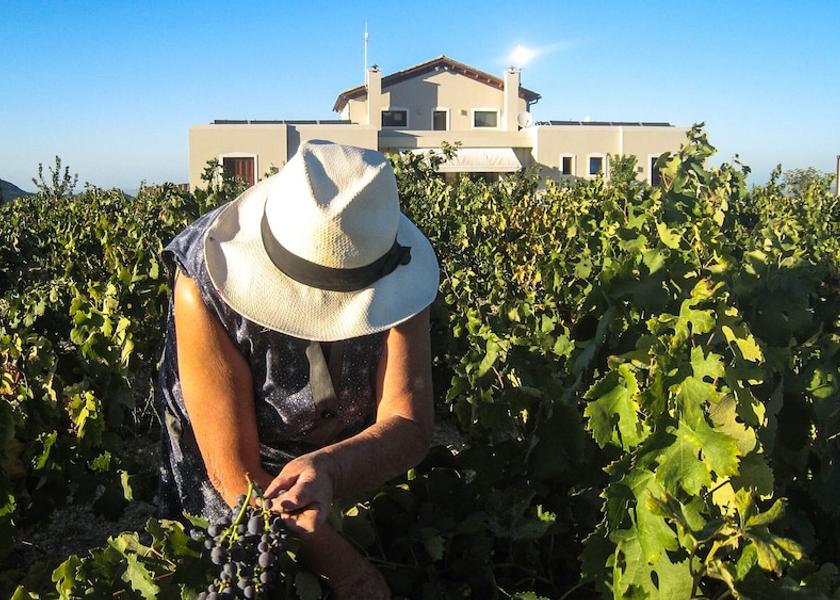 Crete Archanes-Asterousia Winery