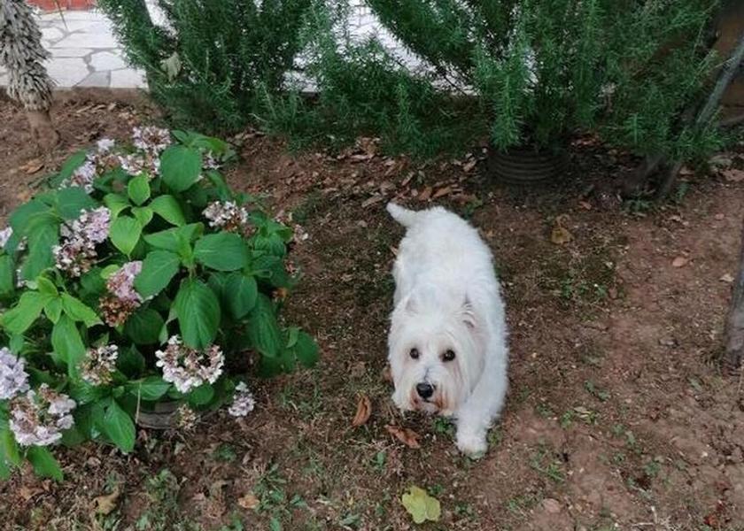 Primorje-Gorski Novi Vinodolski Exterior Detail