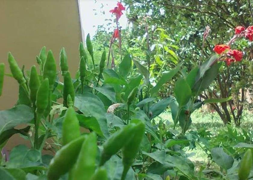 Kampong Thom Prasat Sambour Garden