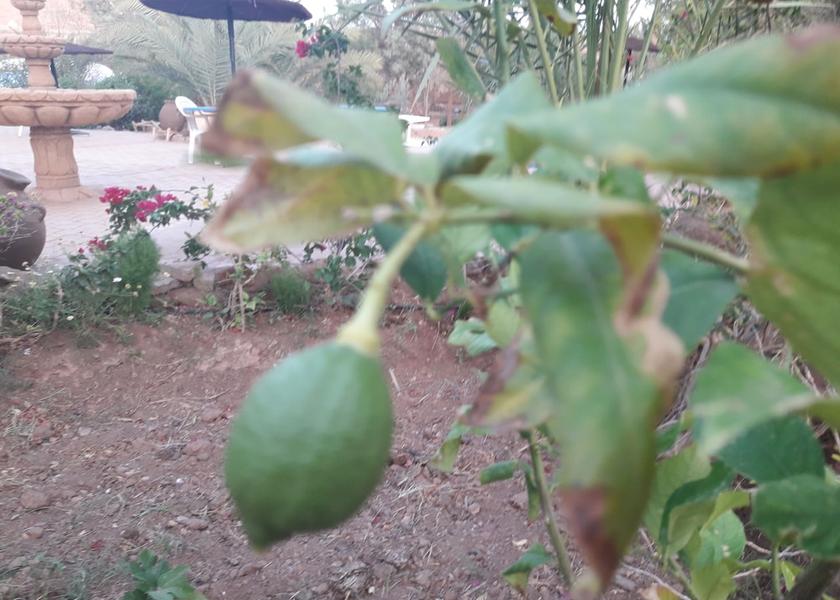 Drâa-Tafilalet Tamegroute Garden