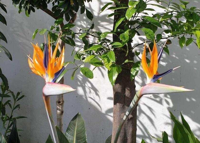 Tanger-Tetouan-Al Hoceima Asilah Garden