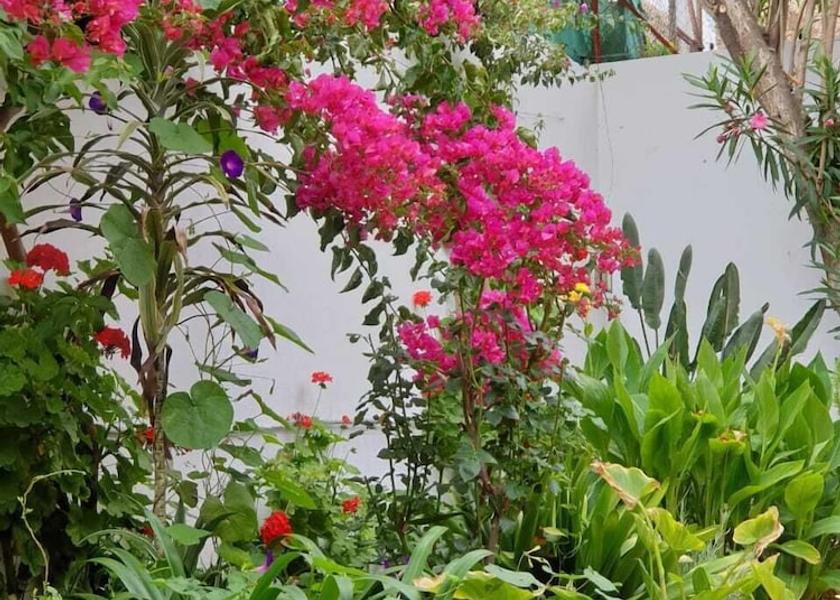 Tanger-Tetouan-Al Hoceima Asilah Garden