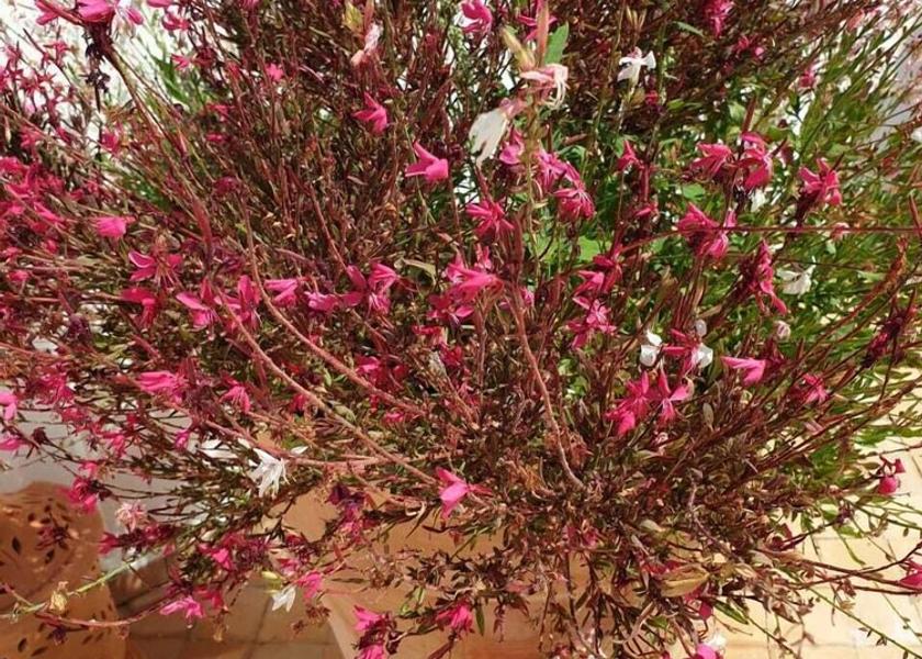 Tanger-Tetouan-Al Hoceima Asilah Garden