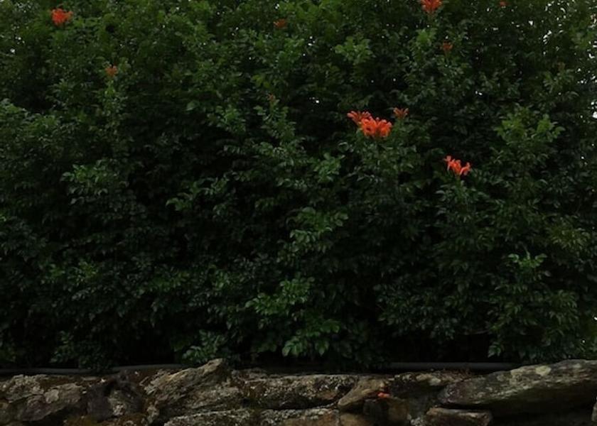 Norte Esposende Property Grounds