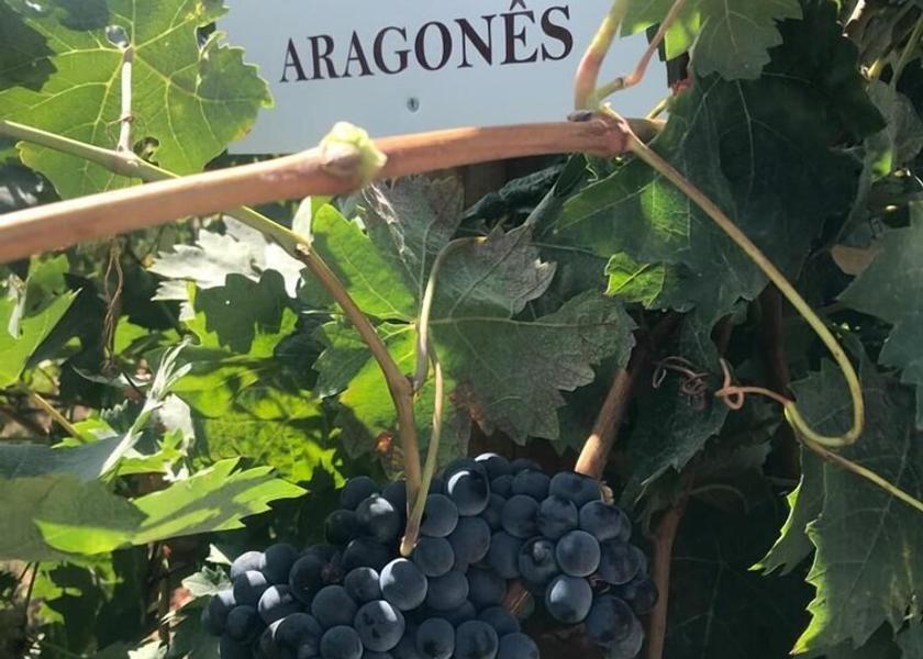 Alentejo Redondo Exterior Detail