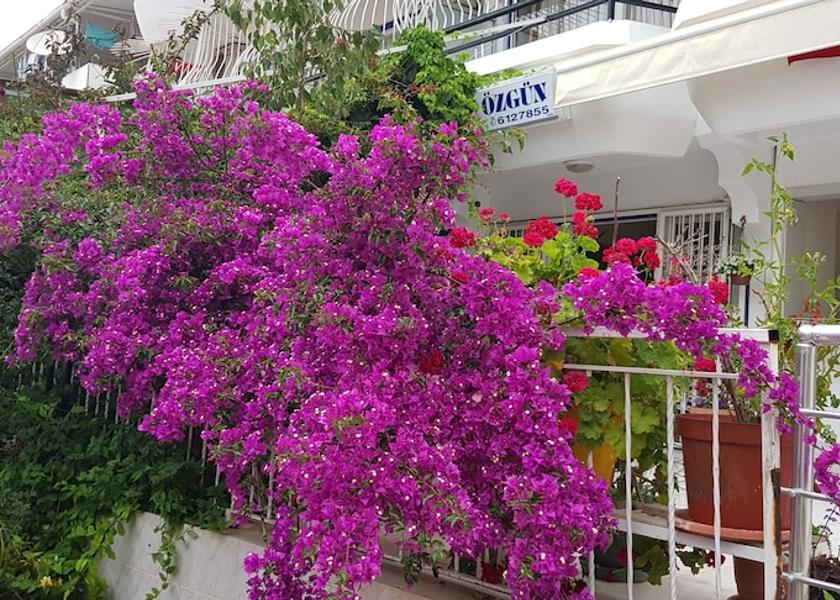 Aydin Kuşadası Garden