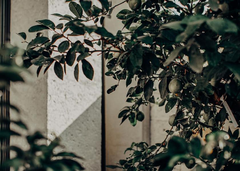 Izmir Çeşme Garden