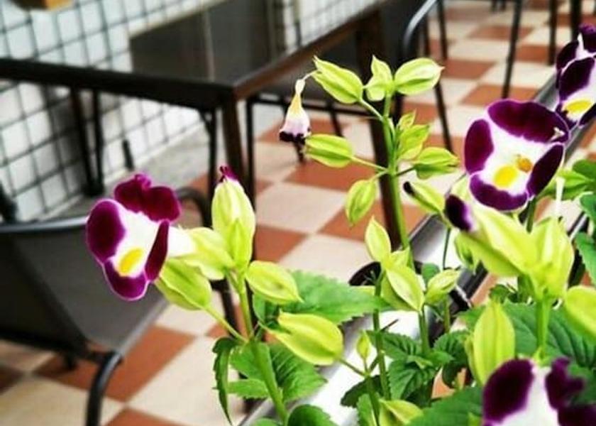 Chiayi County Fanlu Lobby