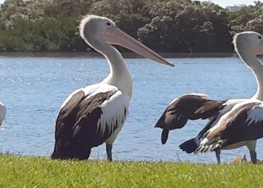 New South Wales Tweed Heads Beach