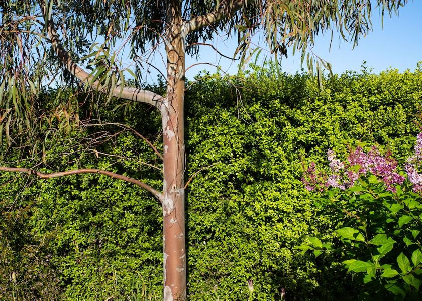 Victoria Daylesford Garden