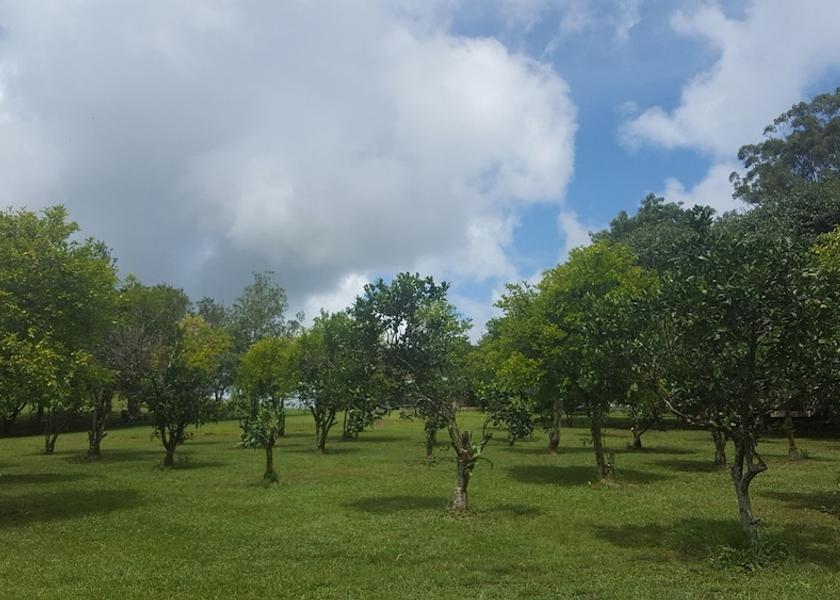 Queensland Maleny Property Grounds