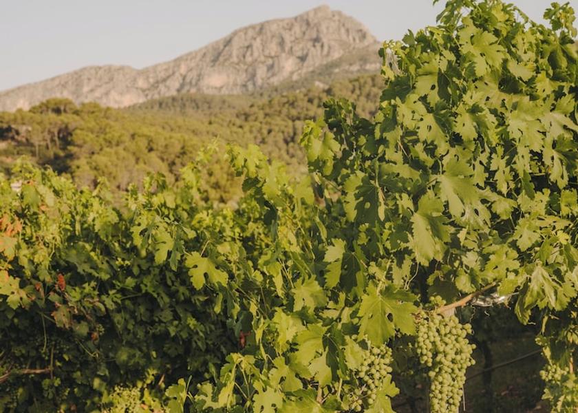 Balearic Islands Puigpunyent Winery