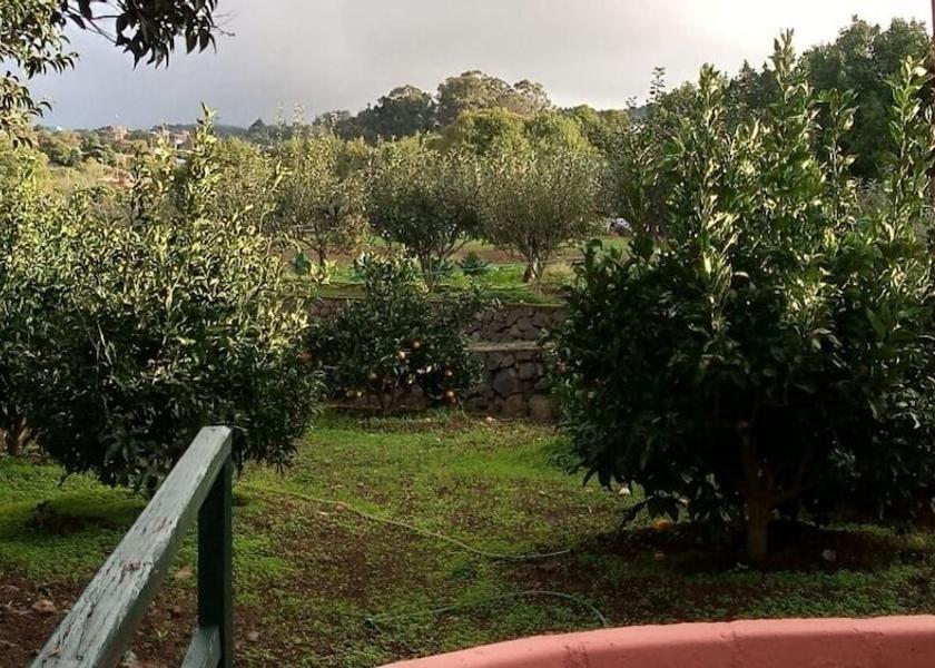 Canary Islands Tacoronte Garden