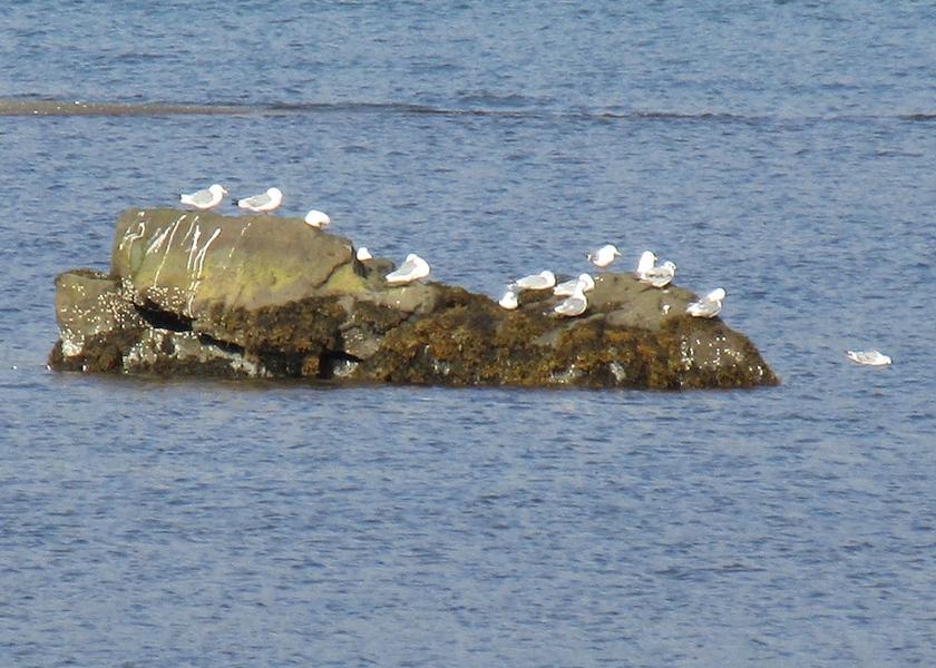 East Iceland Djupivogur View from Property