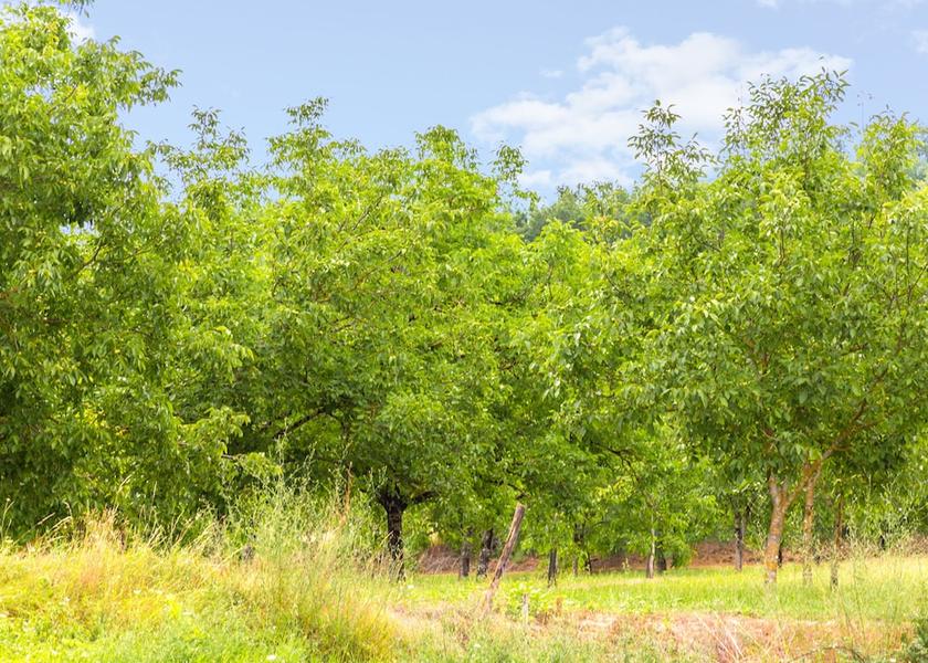 Nouvelle-Aquitaine Terrasson-la-Villedieu Garden