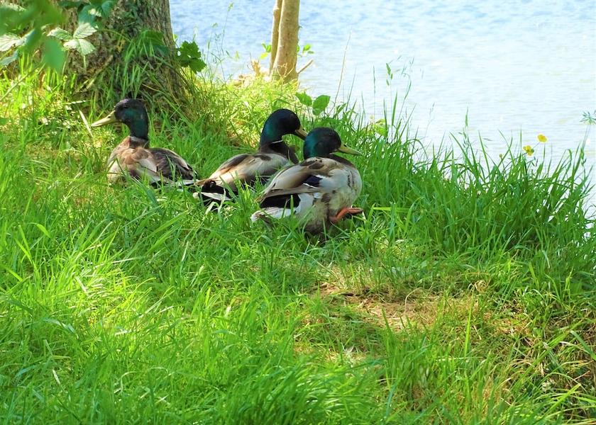 Pays de la Loire Loue Lake