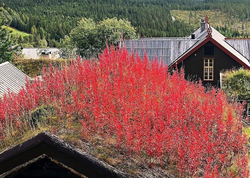 Buskerud (county) Hemsedal Exterior Detail