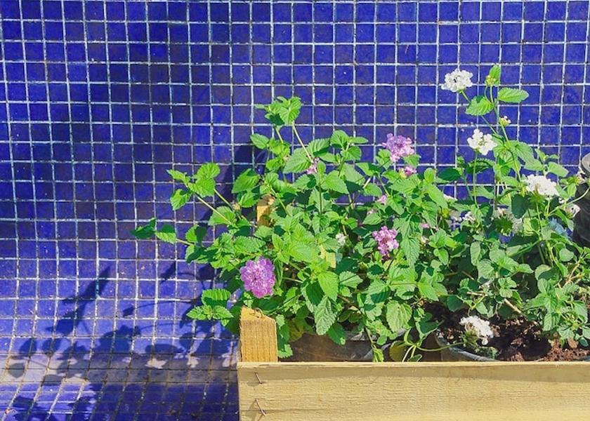 Campania Sant'Agnello Facade