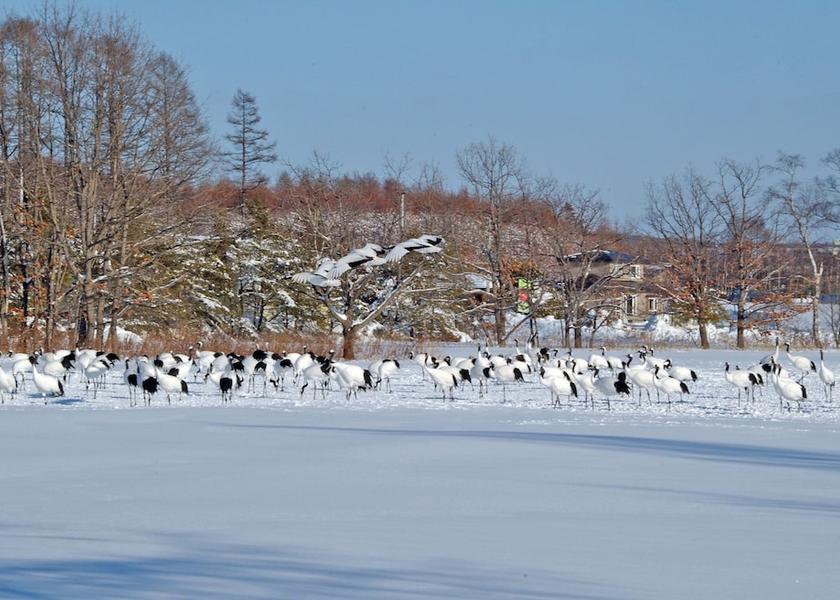 Hokkaido Tsurui Land View from Property