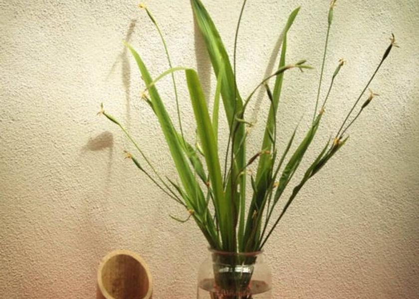 Limon Cahuita Interior Entrance