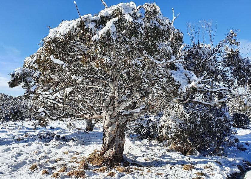 Victoria Dinner Plain Exterior Detail