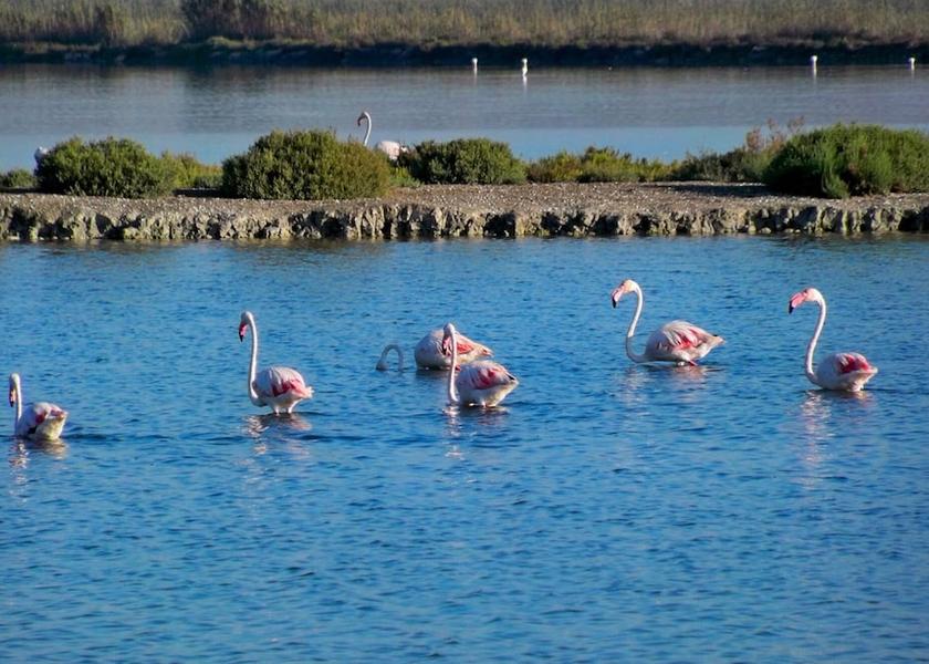 Valencian Community Santa Pola Ecotours
