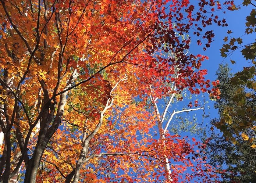 Hokkaido Teshikaga Courtyard