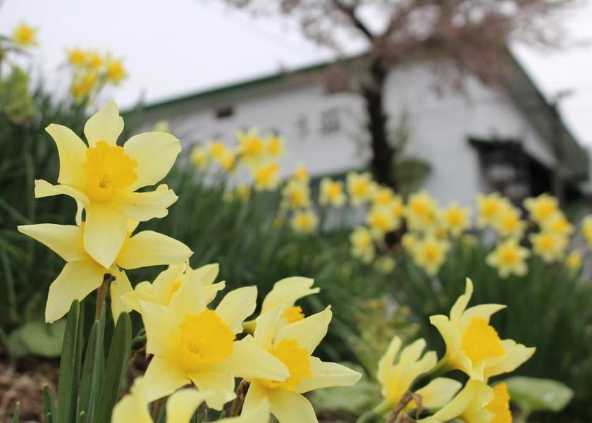 Nagano Otari Property Grounds