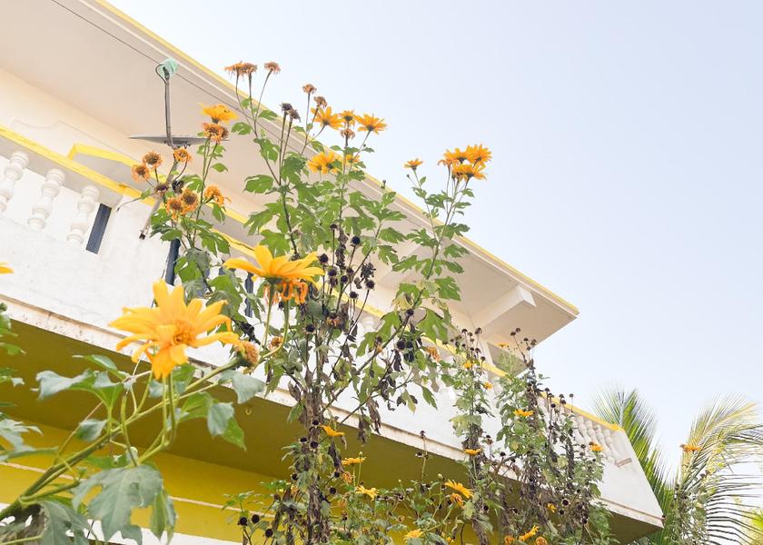 Goa Mandrem 2 Bedroom Deluxe