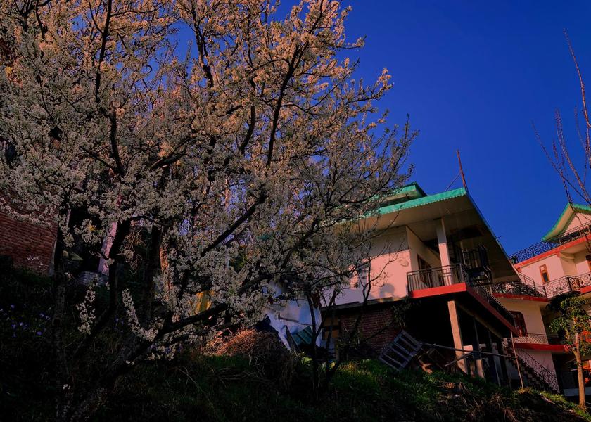 Himachal Pradesh Kandaghat Garden