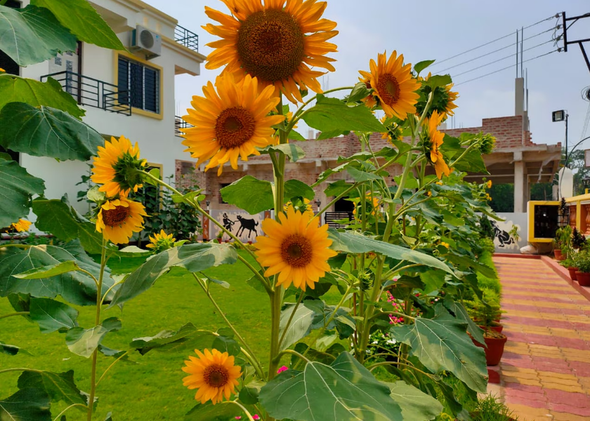 West Bengal Bolpur Public Areas