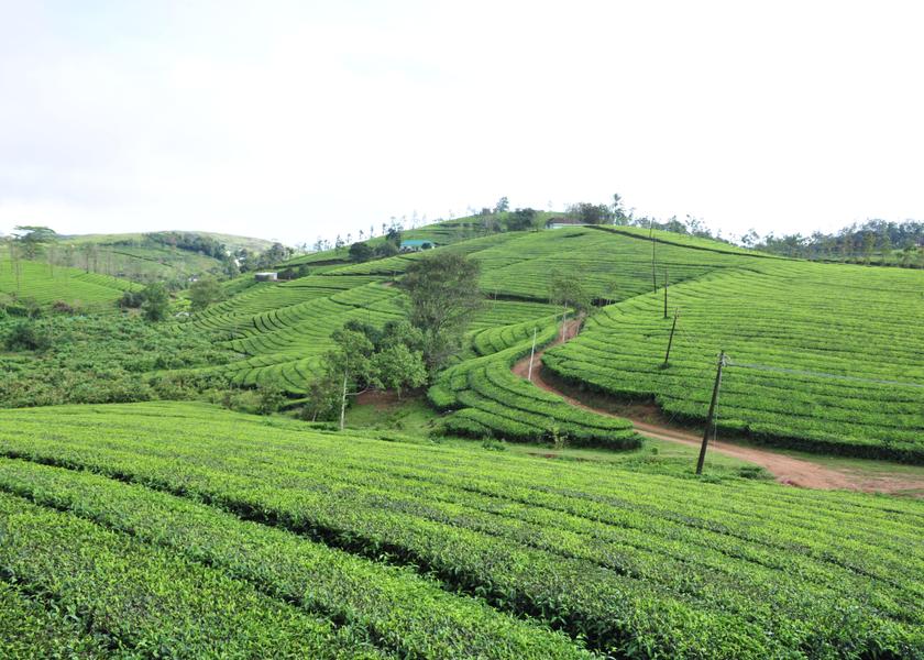 Kerala Vagamon Spice Tea
