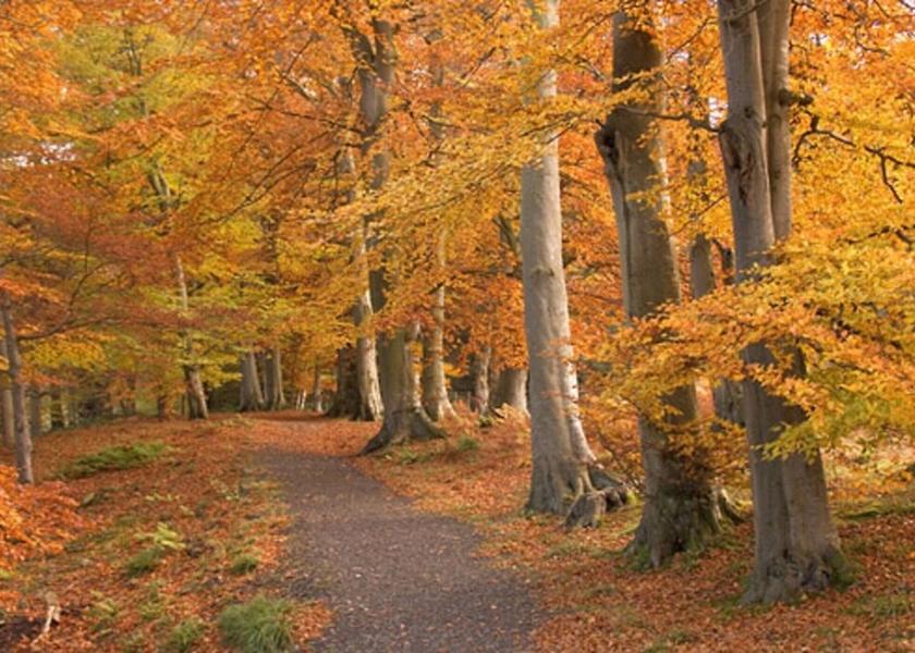 England Hexham Amenity