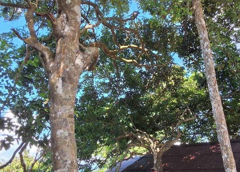 Krabi Province Nuea Khlong View from Property