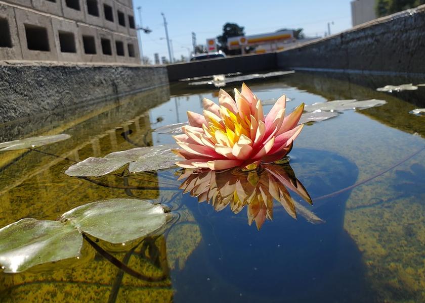 Texas San Angelo Garden