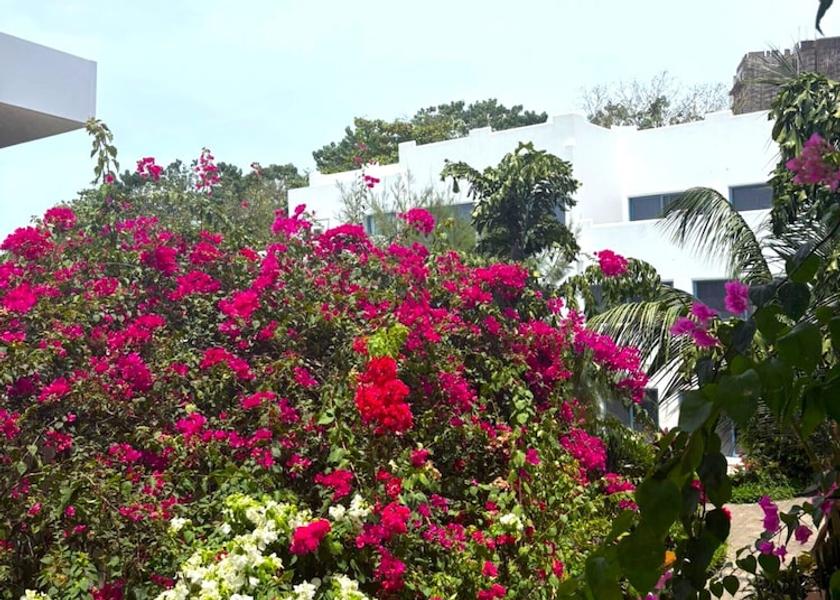 Western Area Freetown Garden