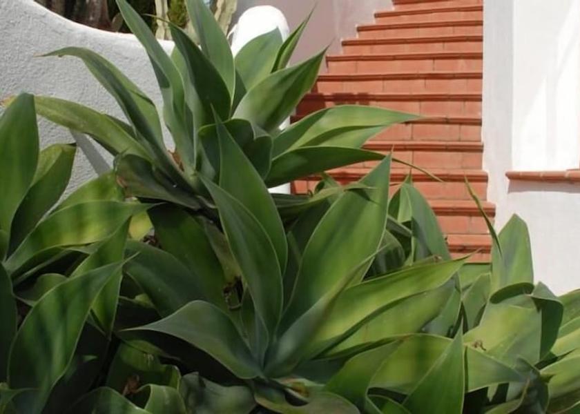 Liguria Sanremo Exterior detail