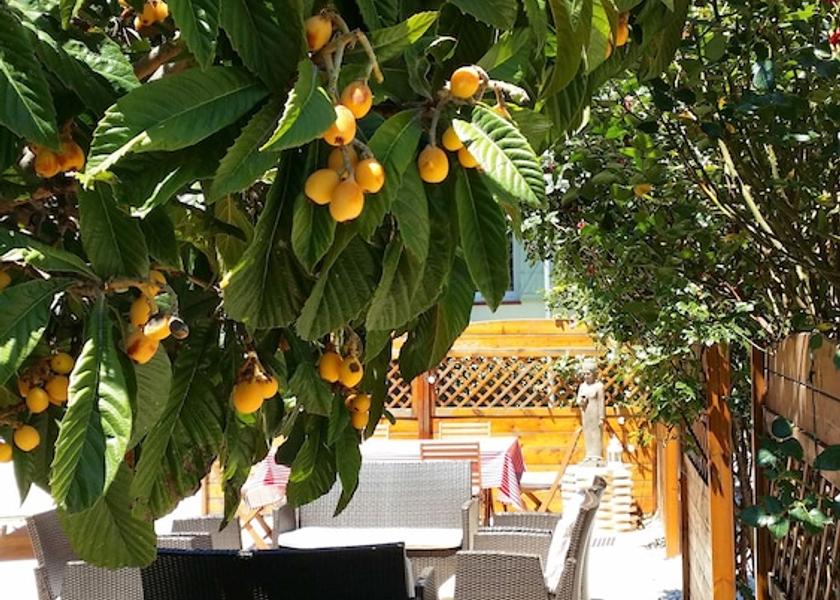 Provence - Alpes - Cote d'Azur Cannes Garden