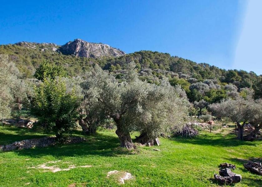 Balearic Islands Selva View from Property