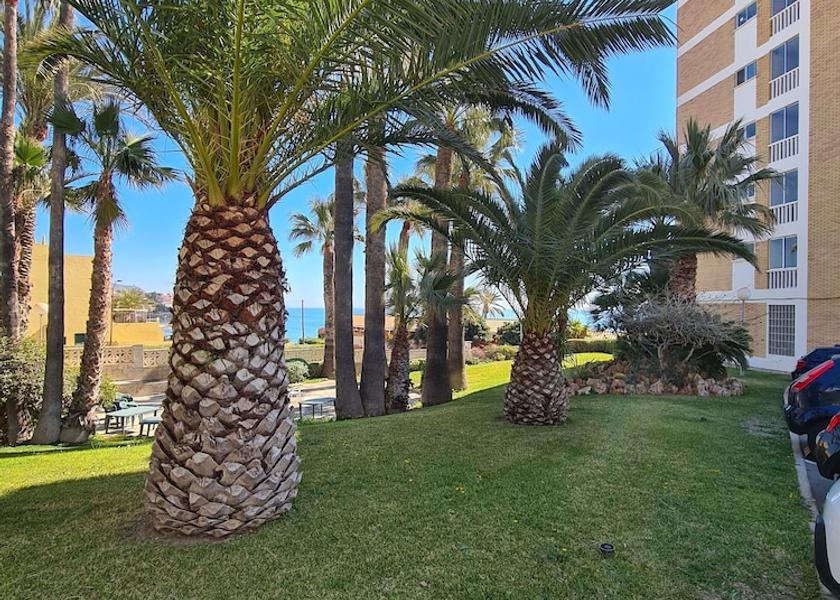 Valencian Community El Campello Garden