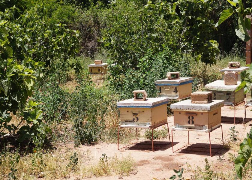 Marrakech-Safi Ourika garden